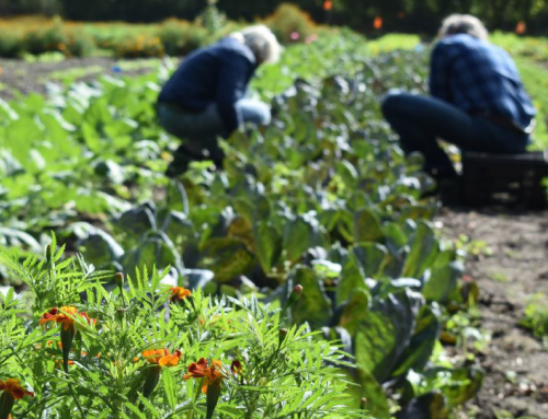 Zelfoogsten in Moestuin Leyduin